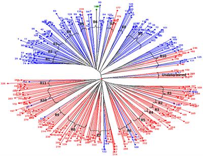 Towards Defining Heterotic Gene Pools in Pearl Millet [Pennisetum glaucum (L.) R. Br.]